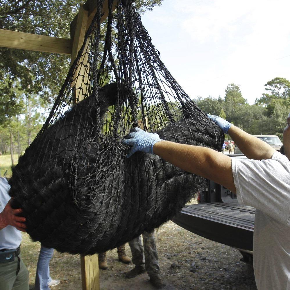 Florida's first black bear hunt in a decade approved despite strong opposition